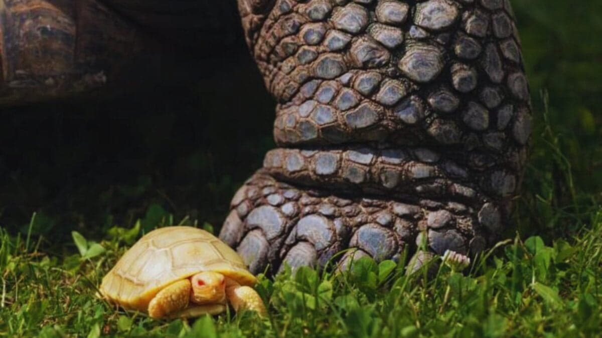 El plan extremo que salvó las tortugas de Galápagos