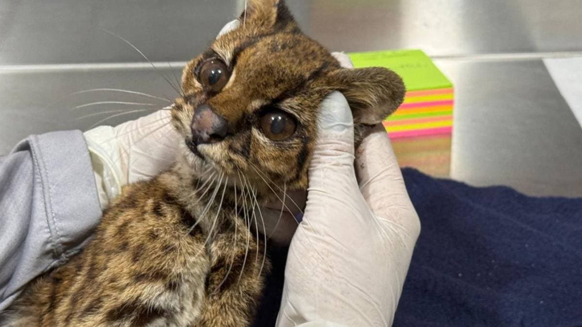 Tigrillo rescatado revela crueldad del tráfico ilegal