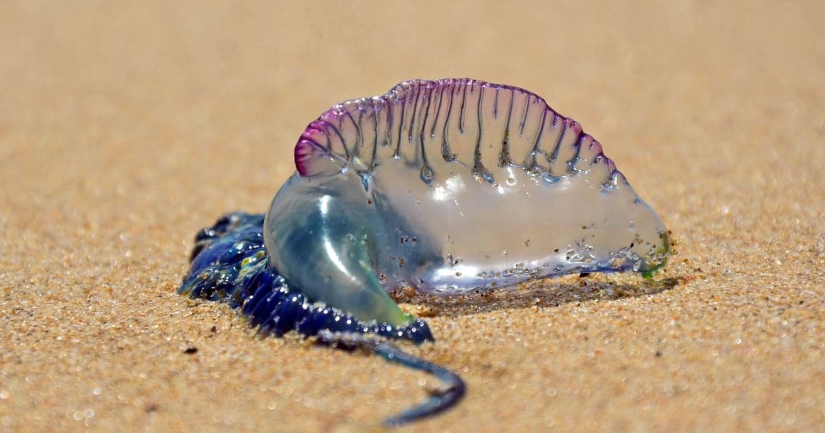 Fragata portuguesa invade costas: peligro real para familias
