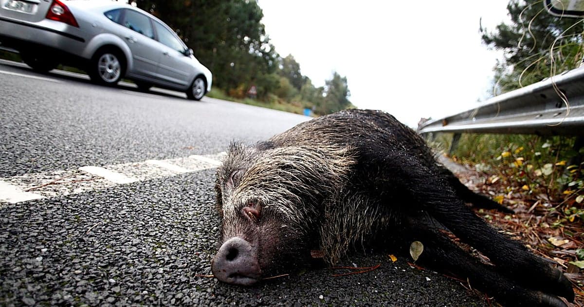 Cazadores gallegos piden apoyo ante crisis de jabalíes